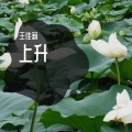 王佳莉 - 上升