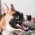 Loba - Cute