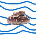 Rufse - My Snake Played With My 