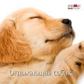 RW Собака без забот - Щенячья музыка