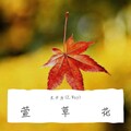 王子为(Z.Way) - 萱草花 (男版)