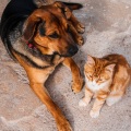 Paws and Plumage: Ambient Bird Sounds for Pet Relaxation