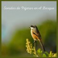 Sonidos De Aves - Sonidos de Pájaros en el Bosque