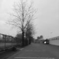 L1xcN Aso - 枯树