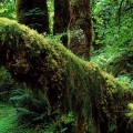 Piano Music and Sleep Decompression05