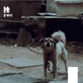 老中醫 - 幼稚町