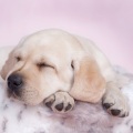 French Jazz Bar、Relaxmydog、Dog Music Club - Soothing Jazz Harmony for Deep Relaxation