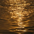 Golden Lion - We Are Energy