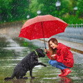 Nature Harmony's Best Friend: Ambient Delight for Rain-Loving Dogs