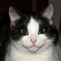 Serene Fire Retreat: Chill Bliss for Happy Cats
