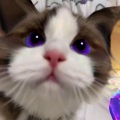 AtilaKw - Meow number 6 (The Cat's Groove)(O ritmo do gato)