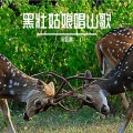 金亚雷 - 黄莺树上声声唱