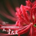 落Aki - 三寸天堂