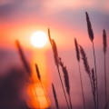 心灵抚慰 自然之音疗愈体验轻音乐(Soul Soothing Nature's Harmony Healing)
