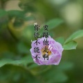 柯梦 - 姑娘该放手了