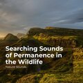 Searching Sounds of Permanence in the Wildlife