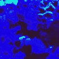 todd - Ocean Song