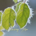 Natural Beat Records - Raising Hope