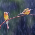 风雨人生