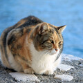 Lulling Tides: Ocean Cat Oasis Ambient Music