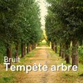 Bruit Tempête Arbre