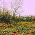 Open Field