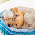 Raining Relaxing、DreamSound、Pet Music - Escapes Soundscapes Binaural Harmony
