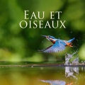 Eau et oiseaux (Détente dans l'oasis du spa, Sons apaisants de la nature)