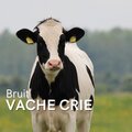 Bruit Vache Crie