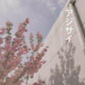 阿鱼 - 去有风的地方