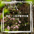 王佳莉 - 五只蚂蚁般大米