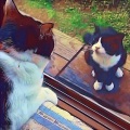 AtilaKw - Meow number 8 (The cat in the window)