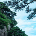 追风 - 醉梦殇别离