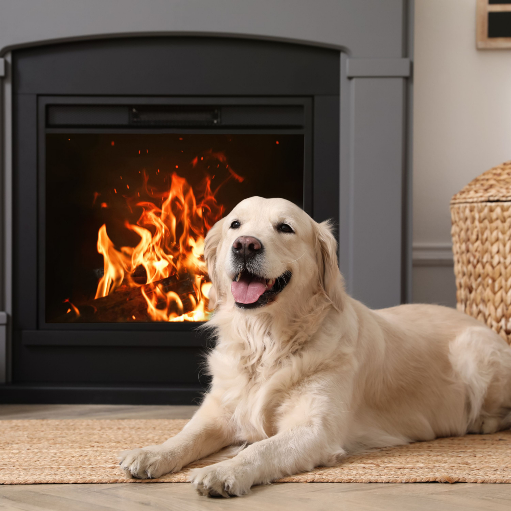 Shining Blaze Fire Sounds、Afternoon Chill Out、Songs for Dogs to Sleep To - Ember Dog Whispers