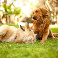 Boleen FX、Spa Music For Dogs - Lofi Haven for Dogs