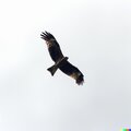 hawkeye - Altitude