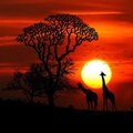 Dave Rush - Dark Safari (Off Set Version)