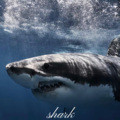 Shark - PUSH UP