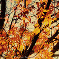 DaikixCousin - Autumn Reverberations