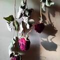 Shirazi - shadow work