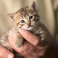 White Noise and Crystal Singing Bowl: Calming Soundscapes for Cats