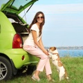 Sundays By The Ocean、Chimmerish、Relaxing Pet Music - Tranquil Sea for Paws