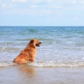 Oceanside Dog Harmony: Ambient Sound by the Waves