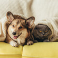 Ocean Pianos、Sleepy Piano Turtle、Calm Pets Music Academy - Piano's Serenade Pets' Blissful Rest