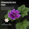 Harmonious and Peaceful Mantra - Again Here