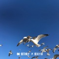 M.R.Y麦尔彦 - 好石吃鸟迷幻  第二期