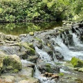 Gentle Summer Stream