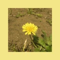 OOHYO - 민들레