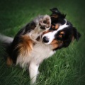 Pet Music、Sleepy Night Music、Calming for Dogs - Tunes Salute Wagging Tails