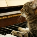 Twilight Piano Cat Tranquility: Melodic Tunes for Serenity